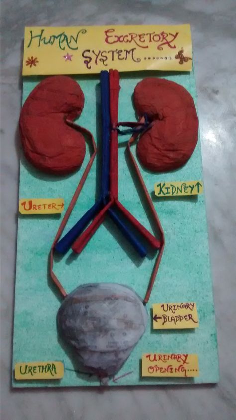 Excretory System Projects, Excretory System Model, Human Excretory System, Science Project Models, Human Kidney, Medical Projects, Excretory System, Tractor Cake, Science Models