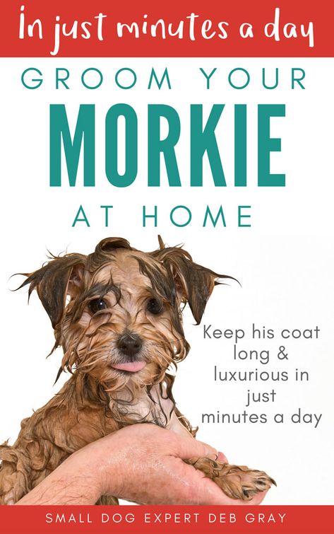 Morkie Haircuts, Yorkie Puppy Care, Maltese Yorkie Mix, Morkie Dogs, Maltese Yorkie, Best Dog Shampoo, Morkie Puppies, Yorkie Mix, Maltese Mix