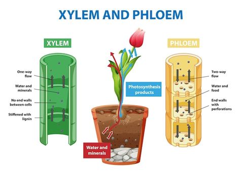 Xylem And Phloem, Plant Cells, Diagram Chart, Plant Cell, Green Tree, Photosynthesis, Vector Photo, Premium Vector, Social Media