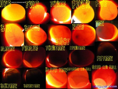 I made two charts everyone can use if they want. i took the pics myself, sorry there not very... Candling Chicken Eggs, Egg Chart, Diy Incubator, Egg Candling, Raising Turkeys, Hatching Chickens, Chicken Poop, Hatching Chicks, Egg Incubator