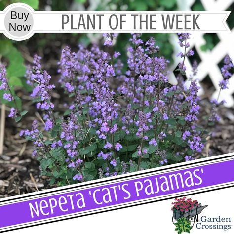 Nepeta Plant Combinations, Nepeta Cats Pyjamas, Purrsian Blue Nepeta, Cats Pajamas Nepeta, Catmint Nepeta, Cats Pajamas, Cat Pajamas, Buy Plants, Seasonal Garden