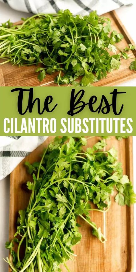 The Best Cilantro Substitutes - Eating on a Dime Cilantro Substitute, Cumin Plant, Coriander Recipes, Kitchen Knowledge, Cilantro Plant, Eating On A Dime, Coriander Seed, Drying Cilantro, Cooking Substitutions