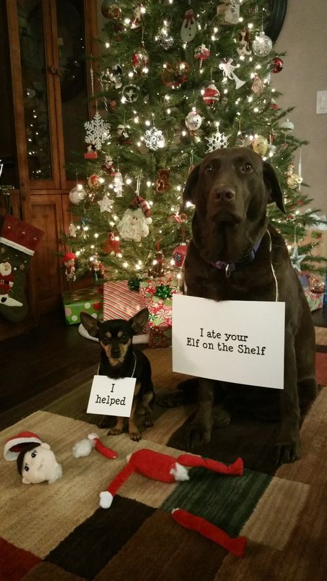 Dog Eats Elf on the Shelf Elf On The Shelf Walking Dogs, Elf On The Shelf With Pet Dog, Elf Dog Ideas, Elf On The Shelf For Dogs, Elf On The Shelf Dog Ideas, Dog Photo Christmas Cards, Christmas Dogs Funny, Baby Animals Real, Pet Photoshoot