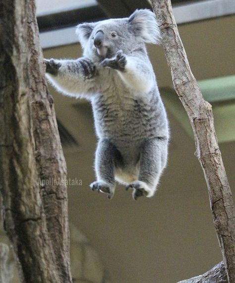 Koala Aesthetic, Koala Cake, Mammals Animals, Koala Marsupial, Koala Tattoo, Koala Drawing, Cake Bear, Aggressive Animals, Cute Koala Bear