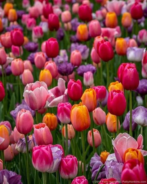 Tulips Garden Aesthetic, Pictures Of Tulips, Tulips Colorful, Pictures Of Spring Flowers, Colorful Tulips, Flower Identification, Tulip Garden, Tulips Garden, Nothing But Flowers