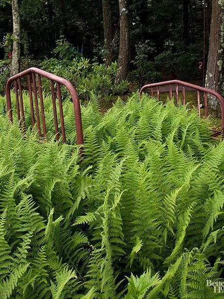 Although they prefer moist soil, ostrich ferns are surprisingly drought tolerant. These vigorous shade dwellers grow 3 to 6 feet tall and spread by underground roots, eventually forming large, thick colonies. Ostrich fern is prized for its feathery, finely cut fronds that unfurl gracefully in the early spring. Use ostrich fern in woodland gardens or shaded hillsides. During periods of drought, ostrich fern won’t grow as tall or spread as quickly, but will survive until the rains return.Care ... Backyard Shade Ideas, Ostrich Ferns, Evergreen Groundcover, Shade Ideas, Woodland Gardens, Ferns Garden, Backyard Shade, Low Maintenance Landscaping, Garden Shrubs