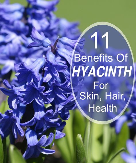 11 Amazing Benefits Of Hyacinth Herb For Skin, Hair And Health Herb Benefits, Medicine Herbs, Health Improvement, Herbs Plants, Healthy Children, Herb Gardening, Health Ideas, Healing Plants, Health Heal