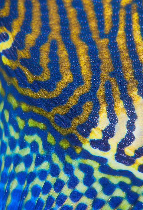 fish skin Fish Skin Pattern, Fish Close Up, Animals Close Up, Fish Skin Texture, Fish Texture, Striped Fish, Fish Photography, Sea Texture, Mandarin Fish