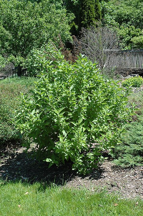 Click to close image; click and drag to move Cornus Stolonifera, Cornus Sericea, Red Twig Dogwood, Twig Dogwood, Mountain Nursery, Garden Shrubs, How To Attract Birds, Landscape Services, Woodland Garden