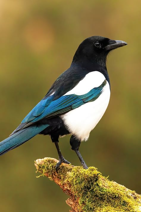 Uncover the fascinating life of the Eurasian Magpie, a highly intelligent and adaptable bird. Learn about its complex social structure, diet, and nesting habits. Eurasian Magpie, Magpie Bird, Bird Facts, Finches, Pretty Animals, Animal References, High Fantasy, Small Birds, Art Challenge