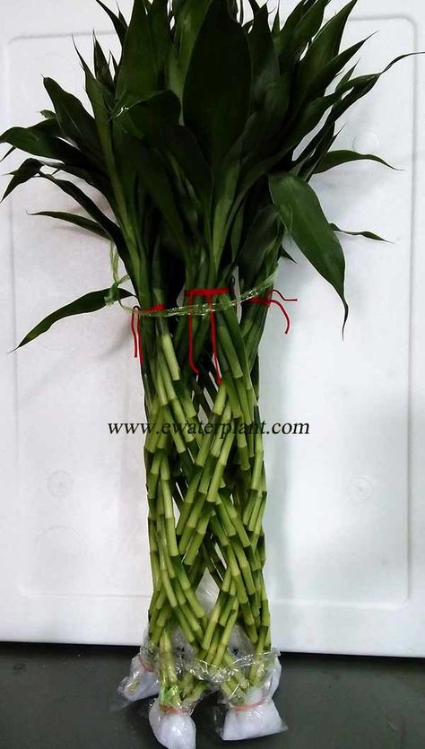 Lucky-bamboo-woven-2 Dracaena Sanderiana, Curly Styles, Dracaena Plant, Succulent Soil, Lucky Bamboo, Bamboo Weaving, Air Purifying Plants, Vase Shapes, Succulent Terrarium