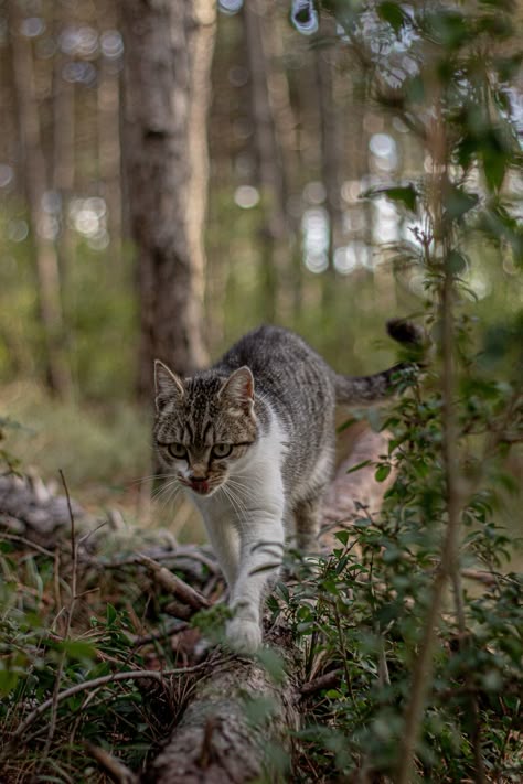 Warrior Cats Clans, Photo Of Cat, Brown Tabby Cat, Purebred Cats, Cats Outside, Brown Tabby, Brown Tree, Cat Anatomy, Rare Cats