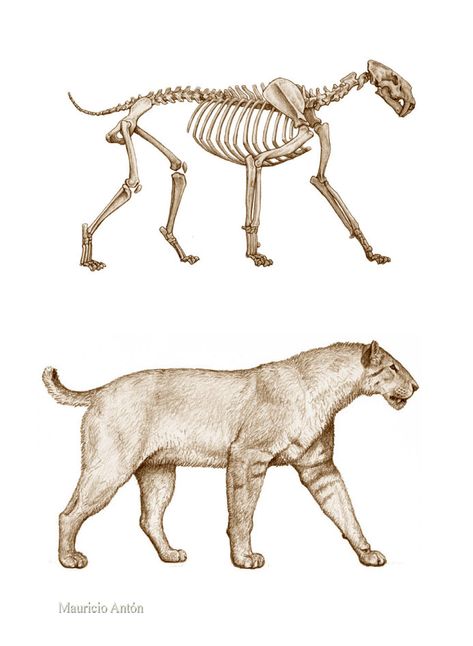 Legs Reference, Lion Anatomy, Feline Anatomy, Anatomy Bones, Prehistoric Wildlife, Cat Anatomy, Animal Skeletons, Prehistoric World, Human Anatomy Drawing