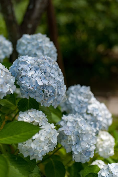 Blue Green Hydrangea, Baby Blue Hydrangea, Pale Blue Hydrangea, Light Blue Hydrangea, Chanel Flower, Peonies And Hydrangeas, Blue Hydrangeas, Blue Toile, Green Hydrangea