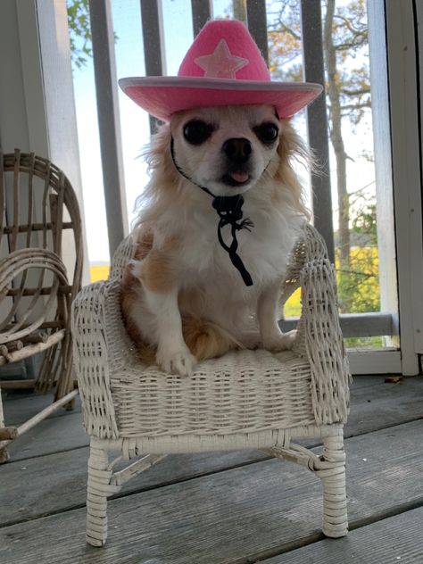 Chihuahua Aesthetic, Puppy Meme, What Do You Meme, Pet Costumes, Mans Best Friend, Cute Funny Animals, Chihuahua, Cute Pictures, Cowboy Hats