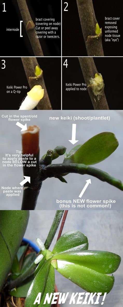 propagating orchids Propagating Orchids From Cuttings, How To Propagate Orchids, Propagating Orchids, Propagate Orchids, How To Grow Orchids, Growing Vegetables From Seeds, Garden Knowledge, Orchid Propagation, Orchid Display