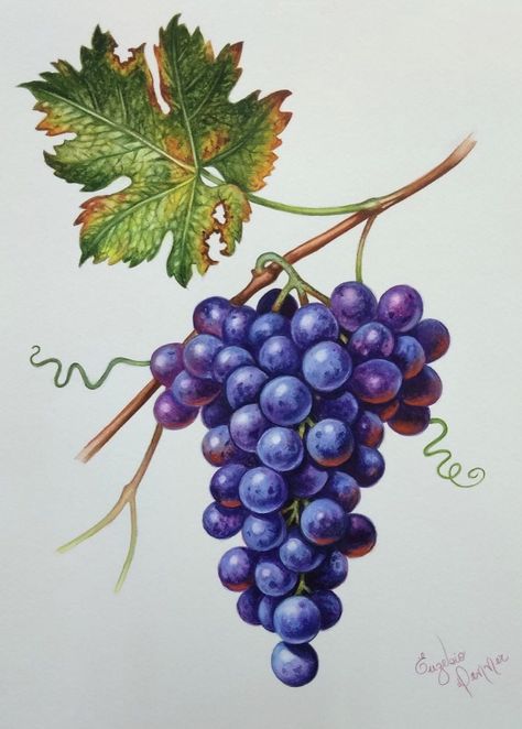 Grapes Watercolor, Paper Paintings, Niagara Region, Watercolor Fruit, Painting Glassware, Fruit Painting, Watercolor Ink, China Painting, Stained Glass Designs