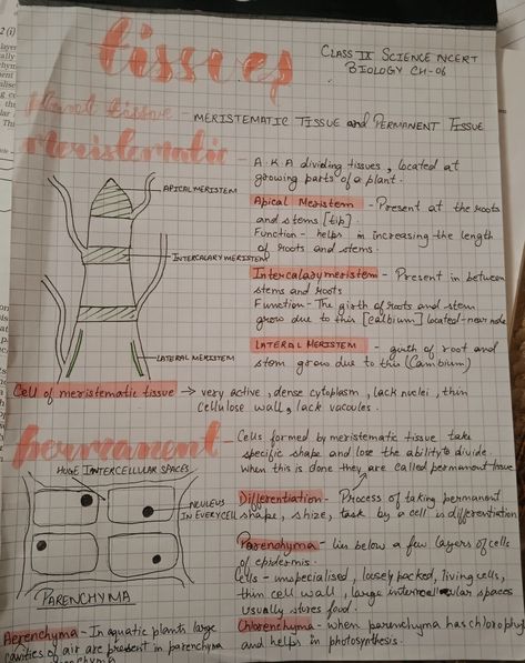 Just some 9th grade ncert bio notes Tissue Chapter Notes Class 9, Gravitation Notes Class 9th, Class 9 Science Notes Chemistry, Class 9 Science Notes Biology Tissue, Class 9 Science Notes Aesthetic, Tissues Notes Class 9, Class 9th Science Notes, 9th Grade Math Notes, Class 9 Science Notes