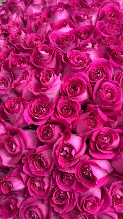 shhqex on Instagram Bubble Gum Pink Aesthetic, Pink Roses Wallpaper, Girly Backgrounds, Spirituality Affirmations, Pink Flowers Wallpaper, Colour Shades, Flower Wallpapers, Pink Stuff, Flowers Photography Wallpaper