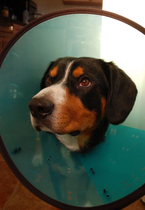 The Dreaded Cone of Shame is not your only option for keeping your dog from licking his wounds after surgery. This review covers the pros and cons of the E-collar vs. the more comfortable Inflatable Collars that are available on the market. Dog Cone Alternative, Cone Collar, Dog Cone, Elizabethan Collar, Cone Of Shame, Long Haired Dogs, Bearded Collie, After Surgery, Health Info