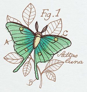 Miniature Menagerie Luna Moth Diagram | Urban Threads: Unique and Awesome Embroidery Designs Dragonfly Artwork, Bug Collection, Waffle Weave Towels, Animal Embroidery Designs, Urban Threads, Dragonfly Art, Dragonfly Tattoo, Diagram Design, Embroidered Canvas