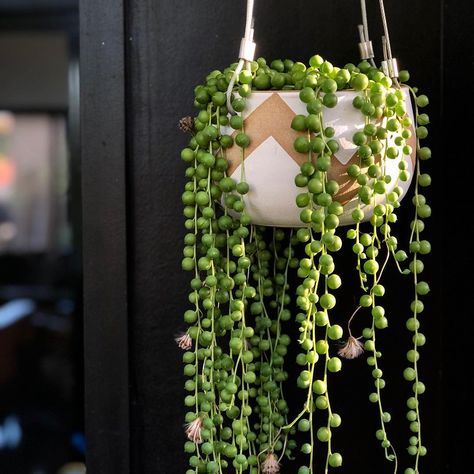 Dangling Plants, Crowley's Plants, Hoya Rope, Hoya Khroniana Silver, Plant Apartment, Hoya Krohniana Super Silver, Hoya Macgillivrayi, Lucky Bamboo, Cheese Plant