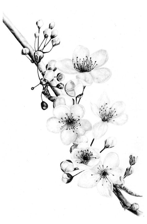 Plum Flowers Tattoo, Cherry Blossom Pencil Drawing, Realistic Flower Drawing Pencil, Plum Flower Tattoo, Plum Blossom Drawing, Plum Blossom Tattoo, Sakura Drawing, Flower Tattoo Black, Plum Blossom Painting