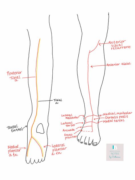 Arteries of the Leg and Foot Clogged Arteries, Human Muscle Anatomy, Lower Extremity, Muscle Anatomy