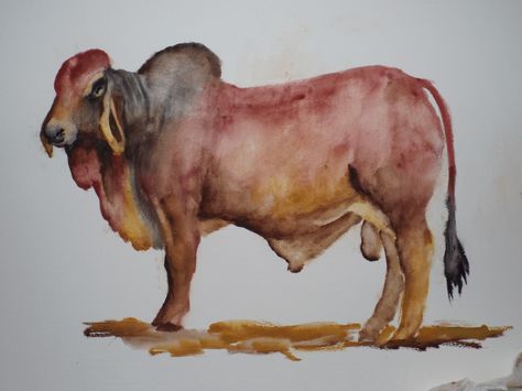 Brahma Bull Painting, Brahman Cow Painting, Brahman Cattle Art, Brahman Cow, Brahman Bull, Cow Images, Brahma Bull, Bull Painting, Cow Pictures