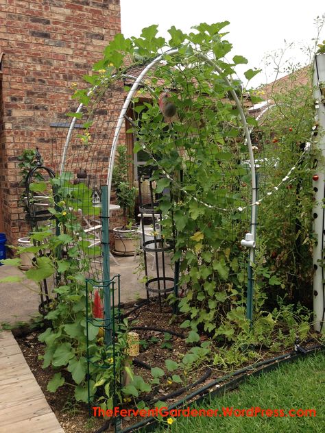 Trellis with growing Cantaloupe                                                                                                                                                                                 More Cantaloupe Trellis Ideas, Cantaloupe Trellis, Cantaloupe Garden, Cantaloupe Growing Tips, Planting Cantaloupe Seeds, Vertical Cantaloupe Garden, Planting Cantaloupe, Building A Trellis, Tomato Trellis