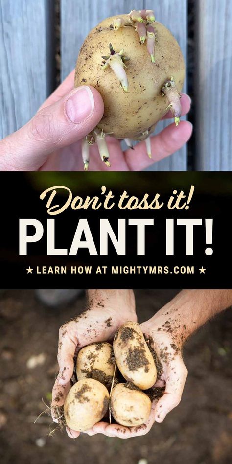 Plant Your Sprouted Potato! What To Do With Sprouted Potatoes, Potato With Eyes, Sprouting Potatoes, Grow Sprouts, Harvesting Potatoes, Potato Bin, Prevent Food Waste, How To Store Potatoes, Planting Potatoes