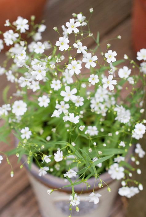 Gypsophila Elegans 'Covent Garden' from seed. Gypsophila Elegans, Gypsophila Flower, Dec 1st, Whiskey Barrel, Covent Garden, Flower Lover, Container Plants, Dried Flowers, Flower Garden