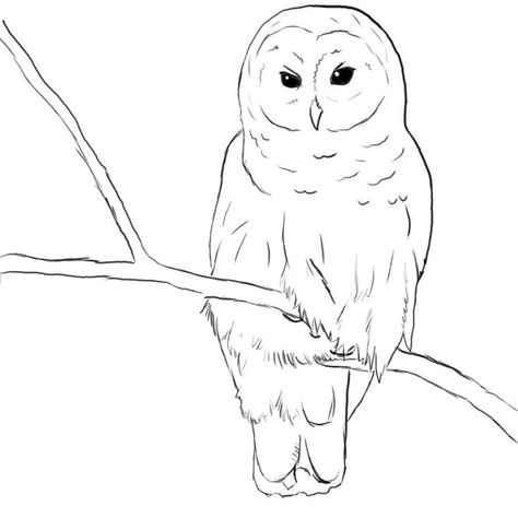 Barred Owl Drawing Owl Drawing Simple, Barn Owl Drawing, Cute Owl Drawing, Drawing Owl, Owl Drawings, Barn Owl Art, Simple Owl, Owl Sketch, Drawing Birds