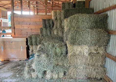 16 Proper Horse Hay Storage Rules To Minimize Losses Hay Storage Ideas, Hay Shed, Livestock Barn, Alfalfa Hay, Hay Storage, Sisal Twine, Horse Hay, Hay Loft, Hay Barn