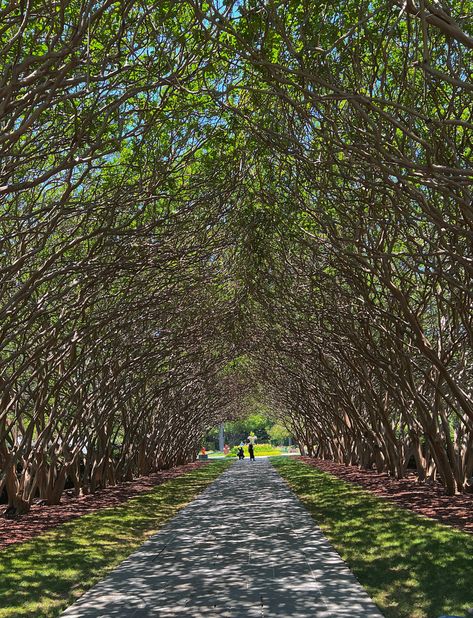 arching trees, whimsical trees, tree walkway, arboretum, aesthetic trees, arched walkway, summer vibes, summer aesthetic Arboretum Aesthetic, Tree Walkway, Arched Walkway, Aesthetic Trees, Whimsical Trees, Walkway, Summer Aesthetic, Summer Vibes, Arch