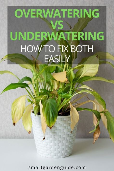 Overwatering is one of the most common houseplant problems but it can be difficult to tell the difference between an overwatered and underwatered plant. Knowing whether you are overwatering vs underwatering is essential if you want to keep your houseplants thriving. This article is going to explain how to easily tell the difference between the two and show you how to fix both. Overwatered Plant, Fiddle Faddle, Overwatering Plants, Lily Plant Care, Jade Plant Care, Gardening Indoors, Lily Plant, Plant Bugs, Underwater Plants