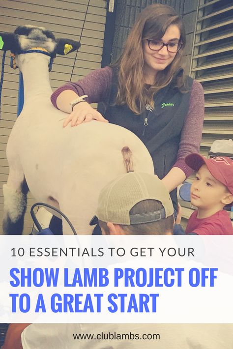 Make sure you know these ten essentials (plus three key tips) when starting your show lamb project. 4h Leader, Showing Lambs, Lamb Showing, Raising Sheep, Livestock Judging, Show Rabbits, Sheep Pen, 4 H Club, Sheep Shearing