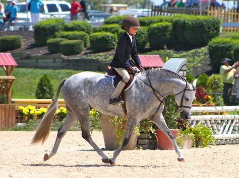 Pony Finals, Pony Hunters, Mackenzie Jones, Dapple Grey Horses, Hunter Horse, Gray Horse, Classic Jazz, Eventing Horses, Horse Inspiration