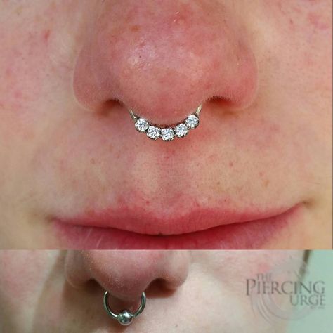 Curated Ears, Septum Piercing, 3 Months, Septum Ring, I Know, Nose Ring, On Instagram, Instagram