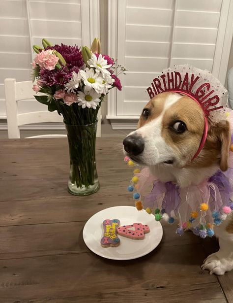 Birthday Corgi, Celebrating Birthday, Harry Birthday, Dog Birthday Party, Happy Tails, Corgi Puppy, Cute Corgi, Corgi Dog, Party Fun