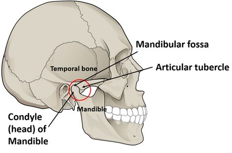 Parotid Gland, Master Class, Anatomy, Quick Saves