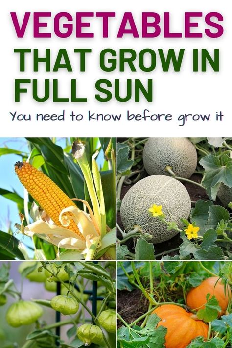 Garden Plants That Grow Well Together, Vegetables That Grow In Full Sun, Plants That Grow Well Together, Vegetables That Grow Well Together, Shade Loving Vegetables, Full Sun Vegetable Garden, Full Sun Vegetables, What Plants Grow Well Together, Afternoon Sun Plants