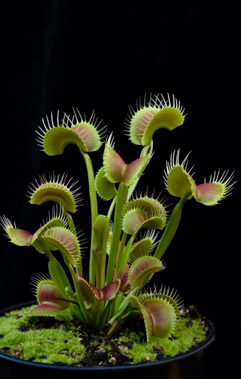 Plants Beautiful, Plante Carnivore, Weird Plants, Plant Fungus, Venus Fly Trap, Pitcher Plant, Fly Traps, Decoration Plante, Unusual Flowers