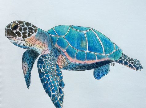 Sea Turtle | by ElizabethHudy Sea Turtle Drawing, Sea Turtle Pictures, Sea Turtle Painting, Turtle Watercolor, Turtle Drawing, Sea Turtle Art, Turtle Tattoo, Green Sea Turtle, Turtle Love