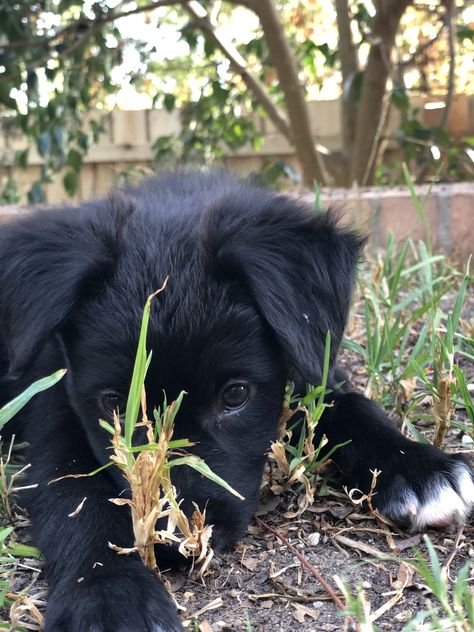 Border Collie x Kelpie Border Collie Puppies Black, Kelpie X Border Collie, All Black Border Collie, Border Collie X Kelpie, Australian Kelpie, Australian Shepherds, Border Collies, West Highland Terrier, Scottish Terrier