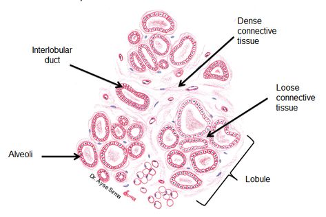 mammary gland Histology Drawings, Mammary Gland, Female Reproductive System, Medical School Studying, School School, Reproductive System, Medical Education, Medical Students, Medical School