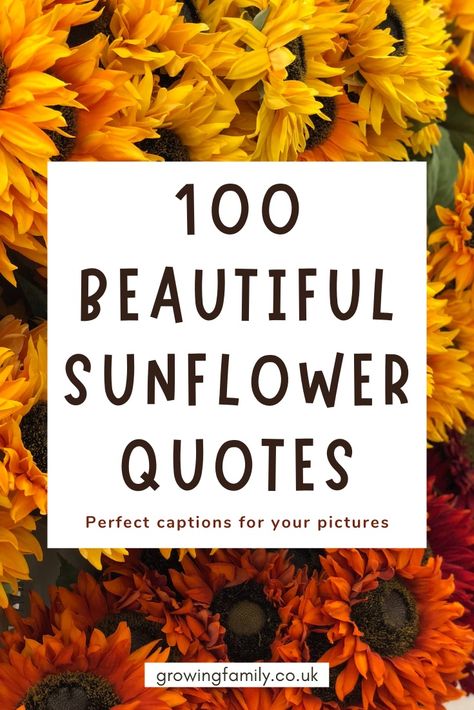 Sunflower Inspiration Quotes, Caption For Sunflower Picture, Photos Of Sunflowers, Sunflowers Quotes Inspiration Life, Sunflower Sayings Quote, Sunflower Quotes Short, Sunflower Thoughts, Sunflower Quotes Inspirational, Sunflower Captions