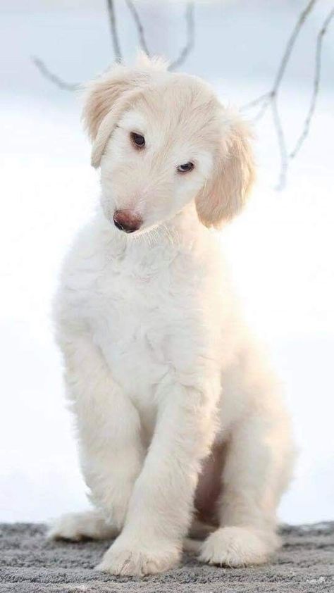 Afghan Hound Puppy, Afghan Hounds, Hound Puppies, Afghan Hound, Pretty Dogs, Therapy Dogs, Dog Images, Hound Dog, Dog Gifs