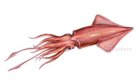 Calamar, los pies en la cabeza y con pluma Humboldt Squid, Colossal Squid, Squid Tattoo, Octopus Squid, Flash Design, Scientific Illustration, Calamari, Beach Painting, Fish Art