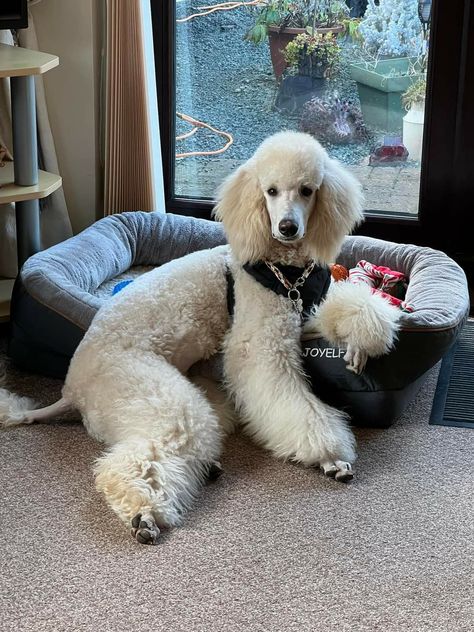 White Standard Poodle, Poodle White, Grooming Dogs, Puppy Fever, Standard Poodles, Pretty Animals, Dog Mama, Standard Poodle, Poodle Dog